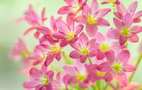 Macro, petals, pink, Zephyranthes