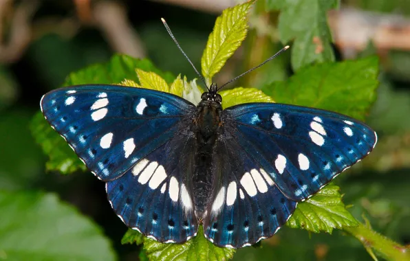 Macro, butterfly, lentochnykh bluish