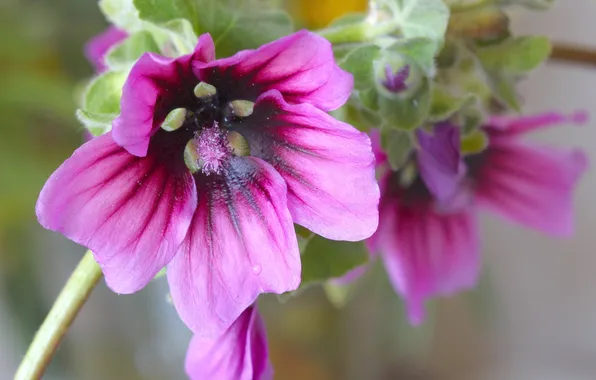 Flowers, nature, plant, petals