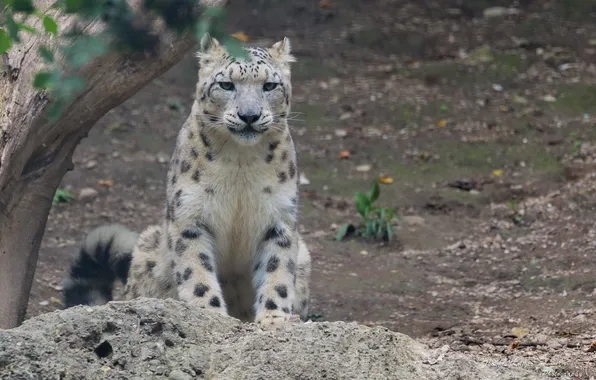 Picture predator, IRBIS, snow leopard, wild cat, attention, looks