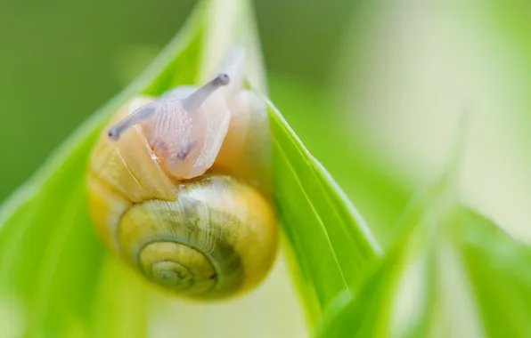Picture macro, nature, sheet, snail
