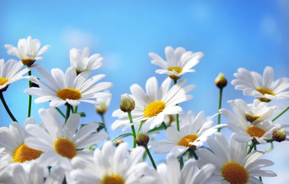 Picture the sky, flowers, nature, chamomile, petals