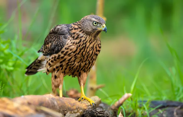 Close-up, bird, beauty, close-up, bird, hawk, beauty, goshawk