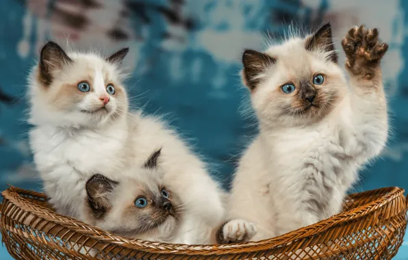 Cats, pose, kitty, paw, kittens, white, blue eyes, trio