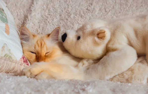 Cat, white, cat, look, pose, toy, fluffy, red