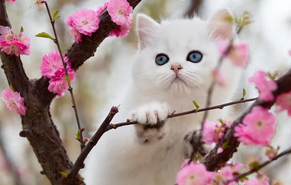 Cat, white, look, flowers, branches, nature, pose, kitty