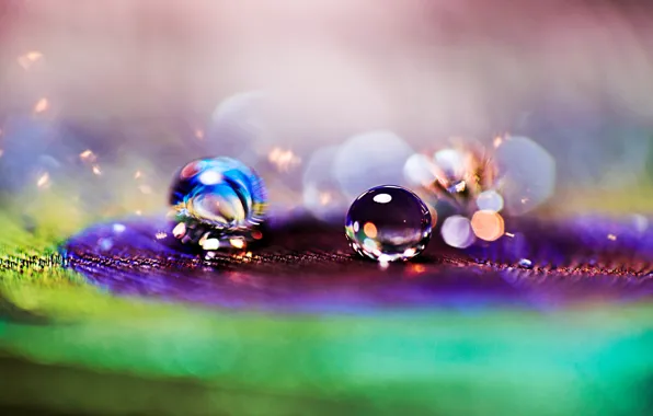 Picture drops, macro, Rosa, background, pen, Wallpaper, drop, blur