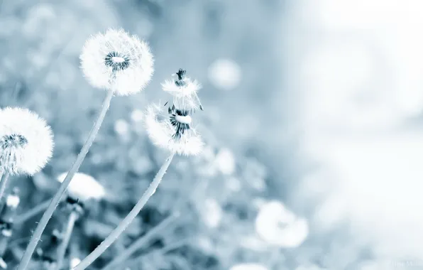 Picture nature, background, dandelion