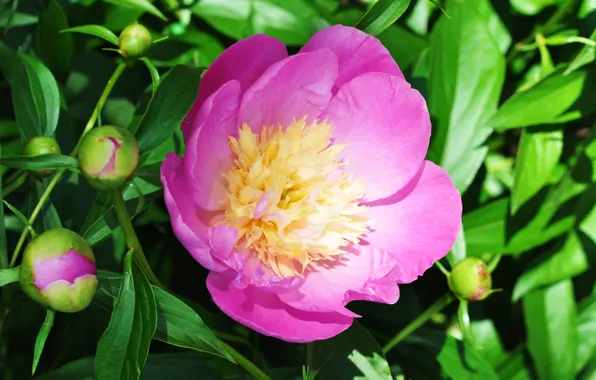 Macro, pink, peony