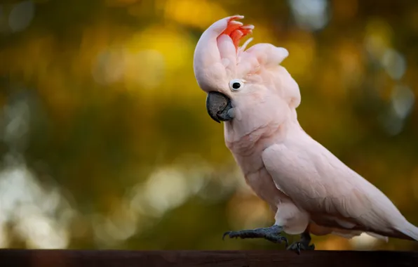 Picture background, pink, bird, bokeh, cockatoo