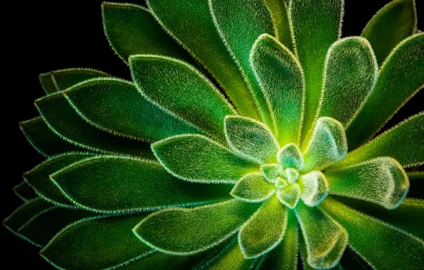 Leaves, macro, rasteenie