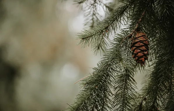 Picture bumps, background, coniferous, branches, needles