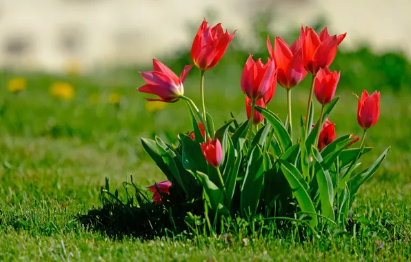 Greens, flowers, glade, bright, Bush, spring, garden, tulips