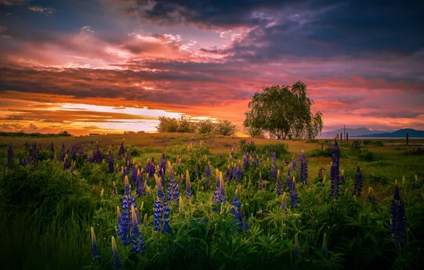 Summer, sunset, flowers, lupins