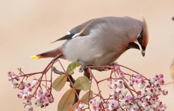 Picture leaves, berries, bird, branch, the Waxwing