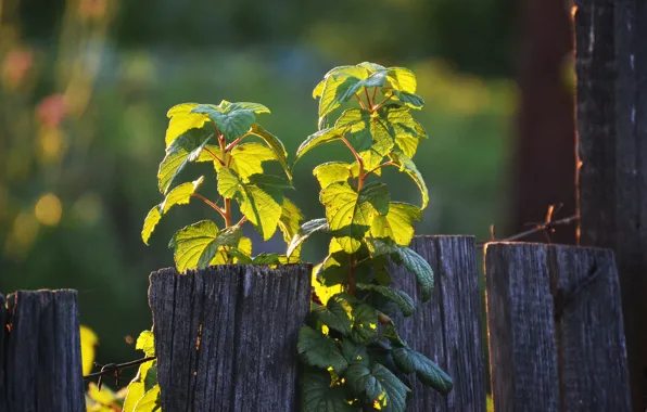 Summer, sunset, the fence, Bush, spikes, leaves, barbed, wire