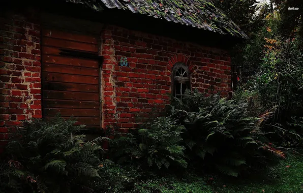 Picture forest, home, abandoned, thickets. nature