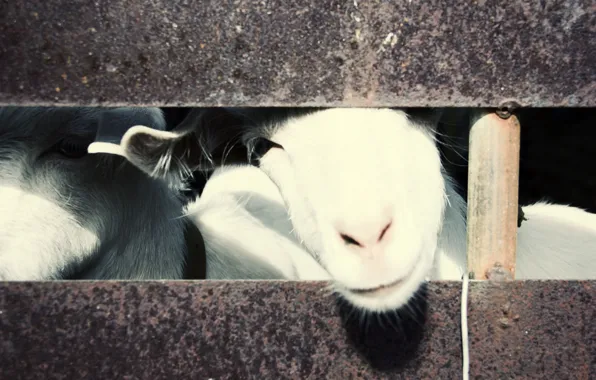 Animals, nature, goats