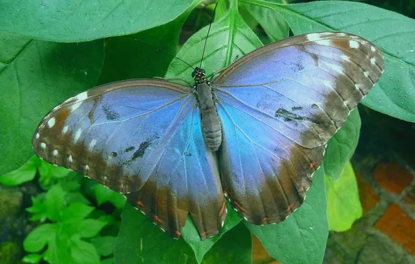 Leaves, macro, butterfly, wings, beautiful, close-up