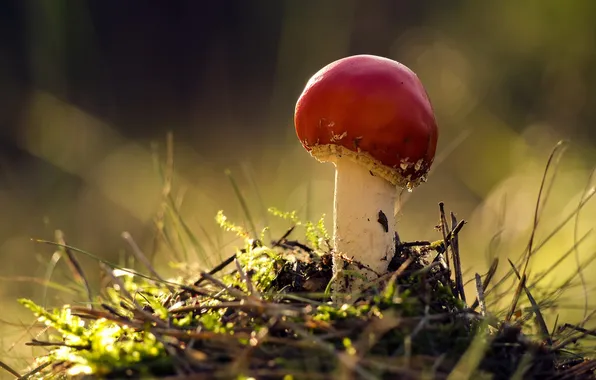 Autumn, nature, mushrooms