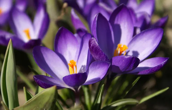 Purple, macro, flowers, spring, primrose, Crocuses