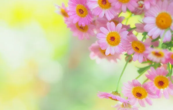 Picture background, blur, pink, Daisy