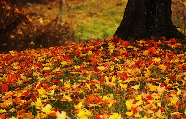 Autumn, leaves, tree