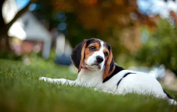 Field, background, dog