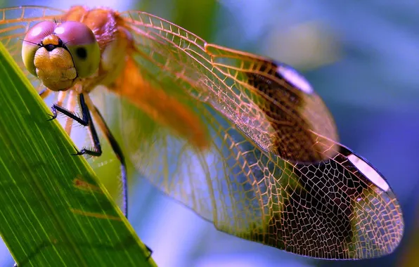 Picture eyes, sheet, wings, head, dragonfly, insect