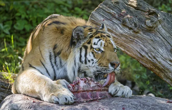 Picture language, cat, tiger, stone, meat, eating, Amur, ©Tambako The Jaguar