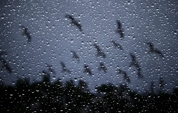 Glass, drops, night, rain, window, rain drops on glass