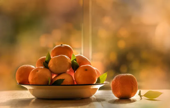 Light, table, food, fruit, bokeh, tangerines