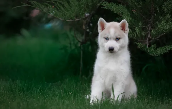 Picture grass, puppy, husky