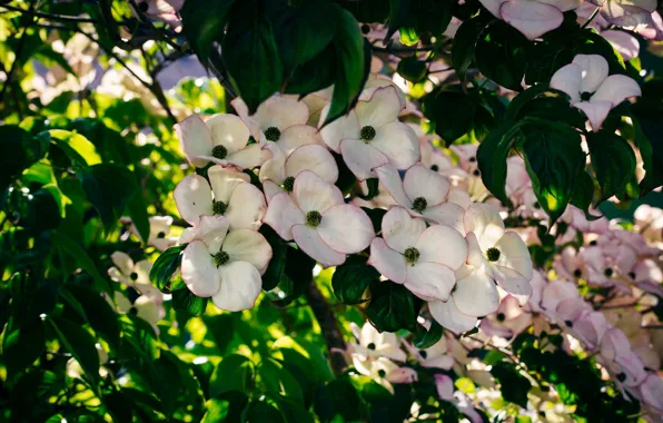 Leaves, branches, Bush, white, flowering, dogwood