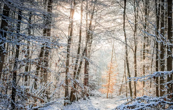 Winter, frost, forest, the sun, rays, light, snow, trees