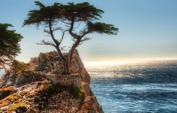 Tree, rocks, The ocean