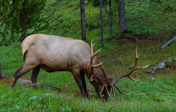 Forest, grass, nature, deer, grazing