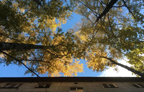 The sky, Reflection, The city, Autumn, Windows, Golden autumn, Birch