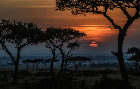 The sky, the sun, clouds, trees, landscape, sunset, nature, fog