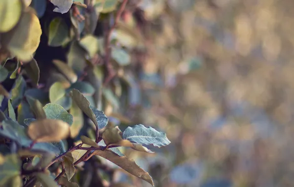 Picture leaves, macro, branches, nature