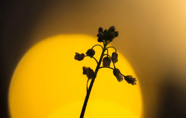 The sun, sunset, nature, plant, silhouette, disk