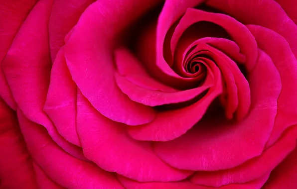 Macro, roses, petals, buds