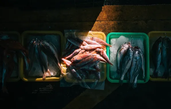 Picture background, food, fish