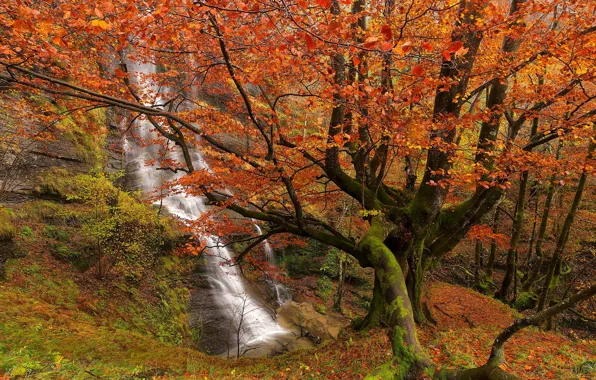 Autumn, forest, trees, waterfall, Spain, Spain, Bizkaia, Biscay