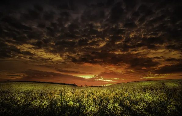 Field, sunset, rape