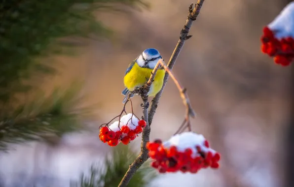 Winter, snow, nature, berries, branch, Rowan, tit