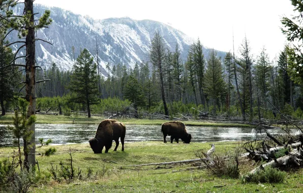 Picture American Bison, grazing by river, wild bulls