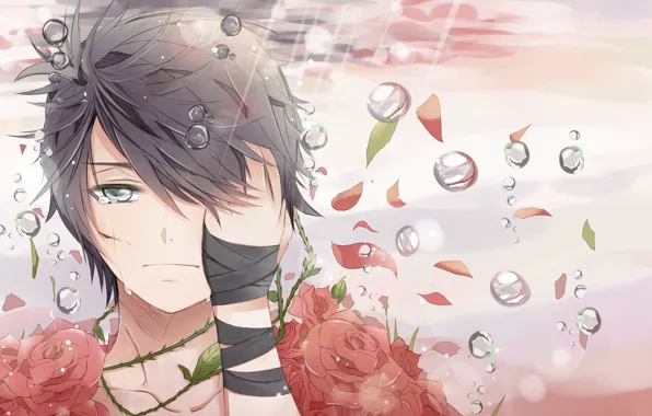 Drops, roses, tears, art, tape, guy, wound, teichi