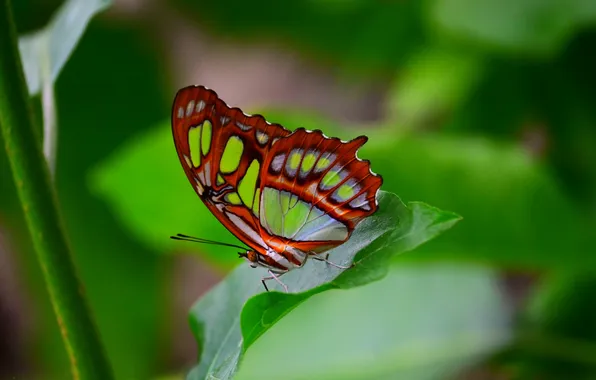 Leaves, microsemi, butterfly, wings, insect, beautiful, closeup