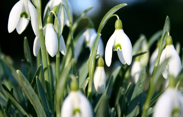Picture flowers, nature, spring, snowdrops, white, buds